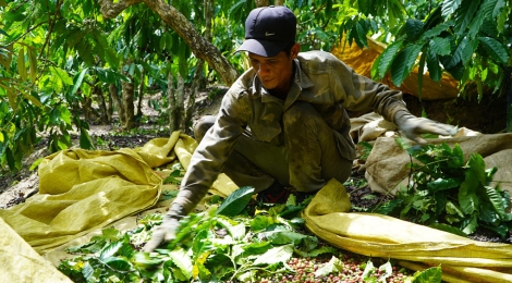 Nghề hái cà phê thuê ở Tây Nguyên